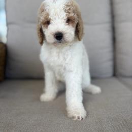 Lemon - Parti female Goldendoodle puppy in Smithfield, Kentucky from KBK9 Kennels