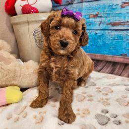 AKC - Jina - Apricot female Poodle puppy in Lebanon, Missouri from Leerose Puppies