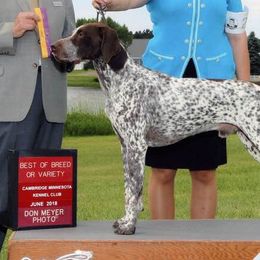 German Shorthaired Pointers from Flower Creek