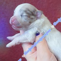 Lavender Merle Parti - Lavender male Pomeranian puppy in Albany, Oregon from Purrs N Poms