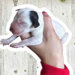 Holly - White and black female Dalmatian puppy in Bremen, Georgia from Clark’s Dalmatians