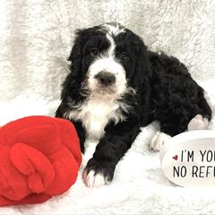 Mouse King - male Golden Mountain Doodle puppy in Victoria, Texas from Deidre's Doodles