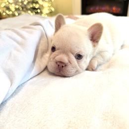 French Bulldog Puppies from Frenchie Envy Puppies