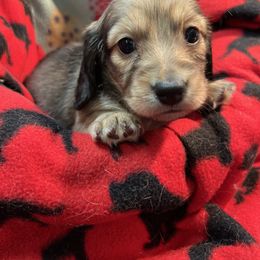 Cream - Cream male Dachshund puppy in Hebron, Indiana from MCS Dachshunds