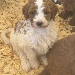 Poodle Puppies from Southern Sunshine Standards