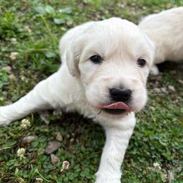 Gray collar - Light golden male Golden Retriever puppy in Barbourville, Kentucky from Home Sweet Home English Goldens
