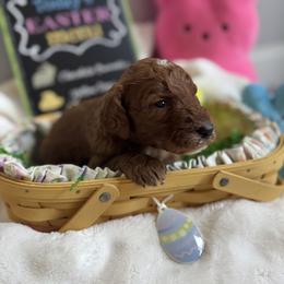 Loretta (Lynn) - Red  female Goldendoodle puppy in Eagleville, Tennessee from Nash Doodles
