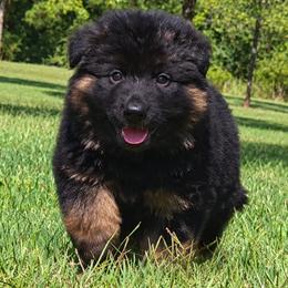Orange Collar - Male - Black and red male German Shepherd puppy in Charlotte, North Carolina from Zuflucht K9s