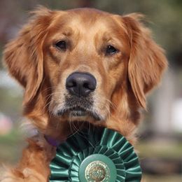 English Setters and Golden Retrievers from Gemstone Goldens