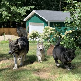 Siberian Husky Puppies from Myths and Legends Siberian Huskies