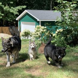 Siberian Husky Puppies from Myths and Legends Siberian Huskies