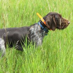 Bracco Italiano and German Wirehaired Pointer All Grown Up from Claddagh Kennel