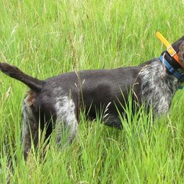Bracco Italiano and German Wirehaired Pointer All Grown Up from Claddagh Kennel