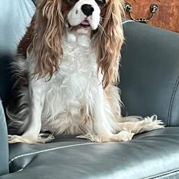 Bailey - Cavalier King Charles Spaniel