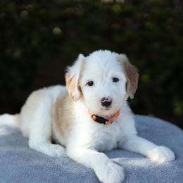 Honey 3500 - Brown and white female Sheepadoodle puppy in Los Angeles, California from Exquisite Doodles