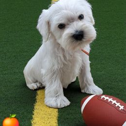 Boy 2 - White male Miniature Schnauzer puppy in Houston, Texas from Haughton Farm