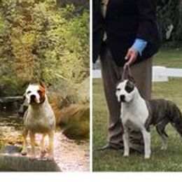 American Staffordshire Terrier puppies from Intermountain American Staffordshire Terriers