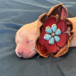 Ms. Yellow - Golden female Golden Retriever puppy in Brentwood, California from Golden M Family Farms