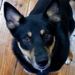 Millie - Lapponian Herder