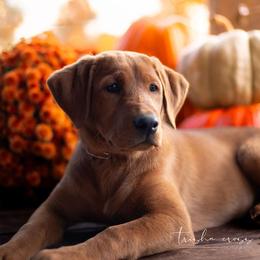 Labrador Retriever Puppies from UC Labradors