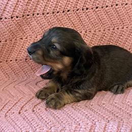 Spring Brook Coat of Many Colors - Black and cream male Dachshund puppy in New Ross, Indiana from Spring Brook Farms, LLC