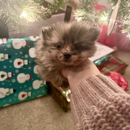 Dasher - Blue merle female Pomeranian puppy in Stroud, Oklahoma from Laik’s Little Shihtz & Poms