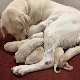 Cupid - Yellow male Labrador Retriever puppy in Sweet Home, Oregon from Knotty Creek Labradors