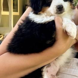 Miniature Australian Shepherds and Toy Australian Shepherds from Ramblin’ Rogue Toy and Mini Aussies