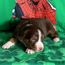Flash - Red tri-color male Miniature American Shepherd puppy in Thomasville, North Carolina from TaraFox Miniature American Shepherds