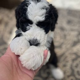 Sheepadoodle puppies from Guppy Puppies
