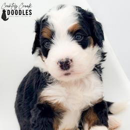 Jack - Tri-color male Bernedoodle puppy in Tipton, Indiana from Country Creek Doodles