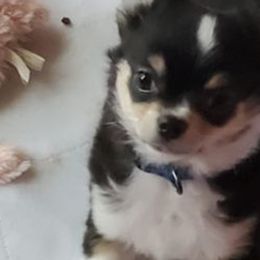 Chihuahuas and Tibetan Spaniels from Firebird Farms