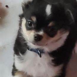 Chihuahuas and Tibetan Spaniels from Firebird Farms