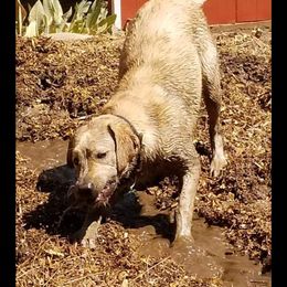Labrador Retriever Puppies from Una Palma Kennels
