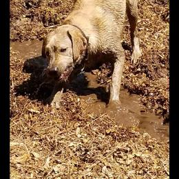 Labrador Retriever Puppies from Una Palma Kennels