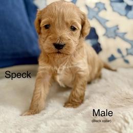 Speck - Caramel male Australian Labradoodle puppy in Londonderry, New Hampshire from Granite State Labradoodles