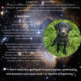 Lophus - Black Labrador Retriever puppy in Winston, Oregon from Feywild Kennels