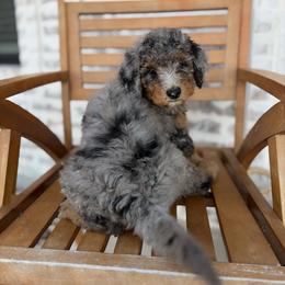 Bernedoodle and Irish Doodle Puppies from Boutique Bernedoodles & Co.
