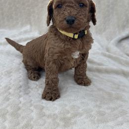 Yellow - Red  female Goldendoodle puppy in Lancaster, Kentucky from Dream Paws Puppies, LLC