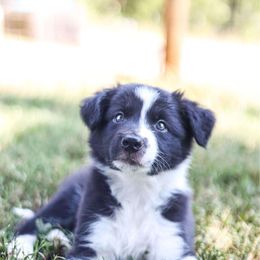 Boy 4 - Border Collie puppy from On the Lamb