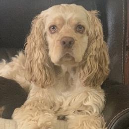 Cocker Spaniels from SoCal Cocker Spaniels