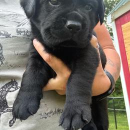 Beans - Black male Labrador Retriever puppy in Weare, New Hampshire from Emily's Labrador Retrievers