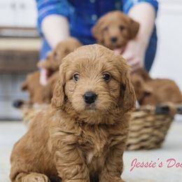 Goldendoodle Puppies from Jessie’s Doodles