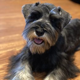 Chip - Miniature Schnauzer