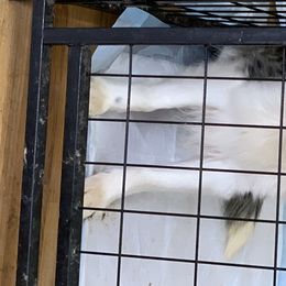 Faith  - Miniature Australian Shepherd