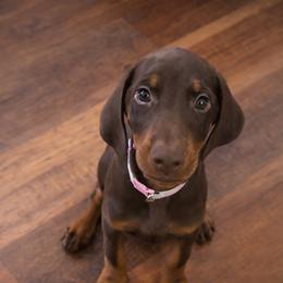Light Purple Collar female - Red and rust female Doberman Pinscher puppy in Madison, Indiana from Jensen Dobermans and Dachshunds