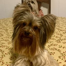 Yorkshire Terrier Puppies from Charm's Kennel