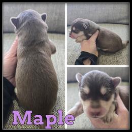 Maple - Red and white female Siberian Husky puppy in Wheeler, Michigan from Haase Family Kennels