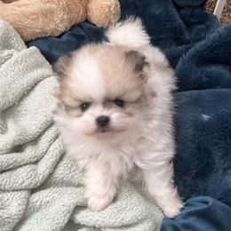 Boy 1 - White male Pomeranian puppy in Pocatello, Idaho from Avalon Pomeranians