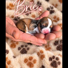 Brie - Sable and white female American Corgi puppy in Oak Harbor, Washington from Blackberry Hill Corgis